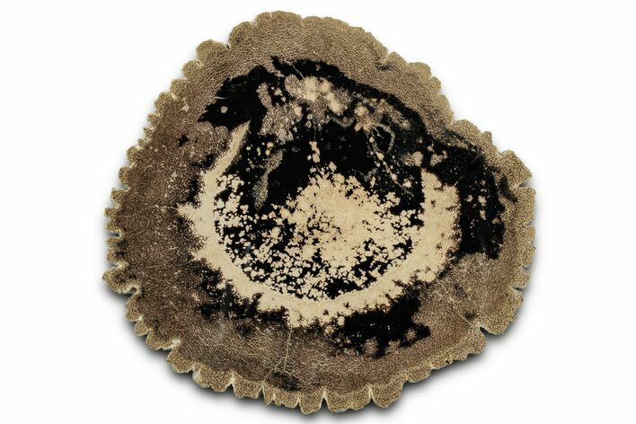 Cretaceous Petrified Palmwood Round - New Mexico #358811